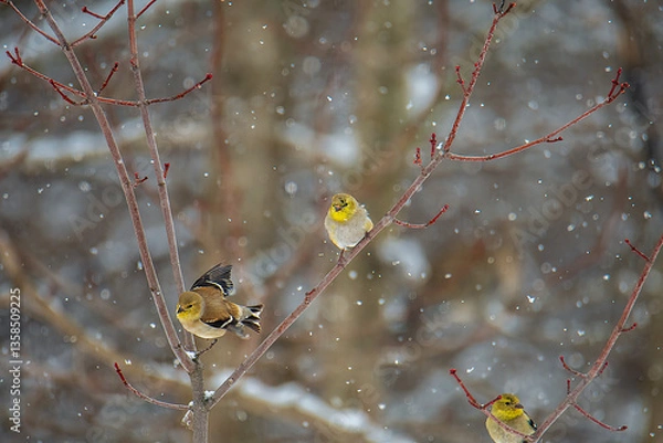 Fototapeta Goldfinches on a branch in snow