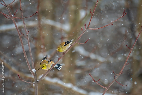Fototapeta Goldfinches flying in snow