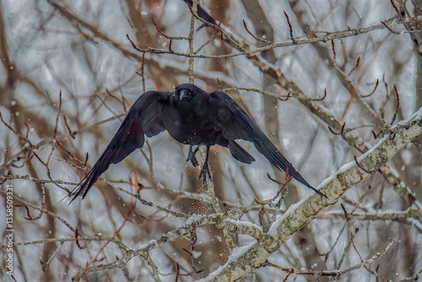 Fototapeta crow on a branch in flight