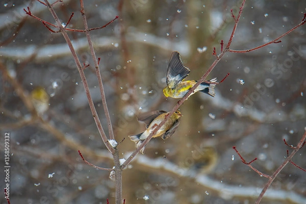 Fototapeta birds on a branch in snow