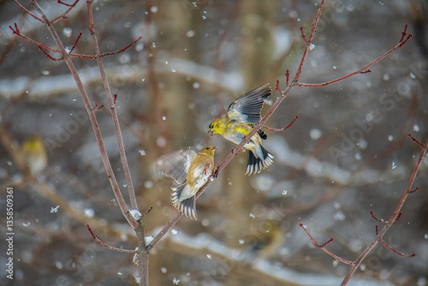 Fototapeta Goldfinches on a branch in snow