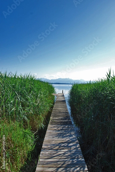 Obraz Steg mit Schilf