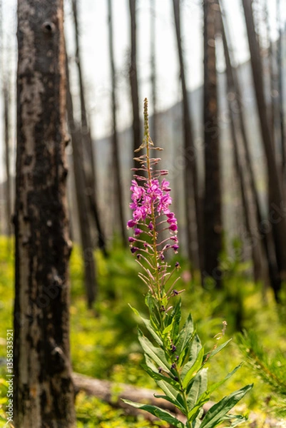 Fototapeta Stunning Fireweed flower seen in close up with blurred background. Chamaenerion angustifolium seen in Canada, Waterton Lake National Park with blurred forest background.