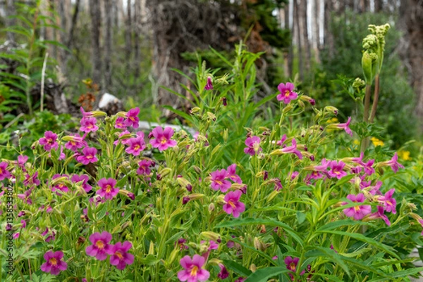 Fototapeta Purple monkey wild flowers (Erythranthe lewisii, Mimulus lewisii) seen in Waterton Lakes National Park during summer time, on beautiful warm day in wilderness, wild area of Alberta. 