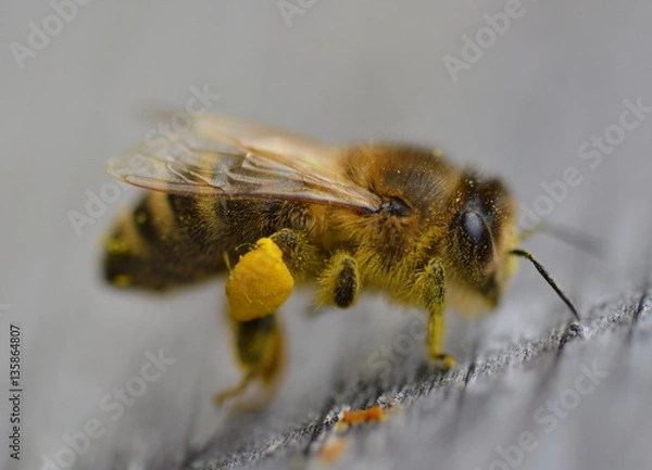 Fototapeta Biene Makro 