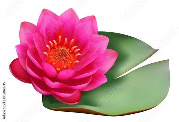 Obraz Реалистичная водяная лилия