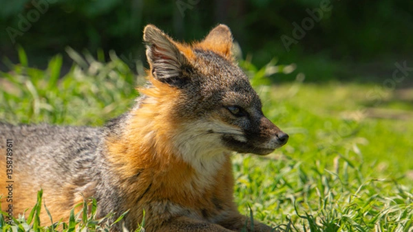 Obraz Red Fox in the Channel Islands National Park