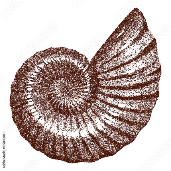 Fototapeta Doted Ammonite Shell    - vector illutration 