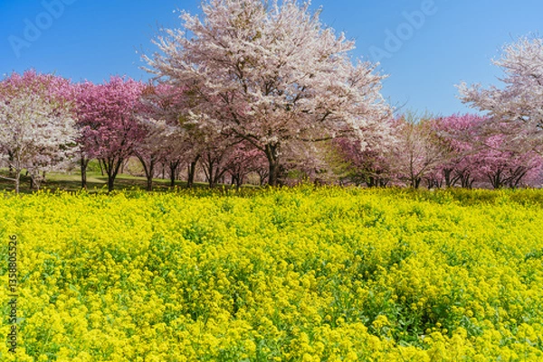 Obraz 満開の赤城南面千本桜