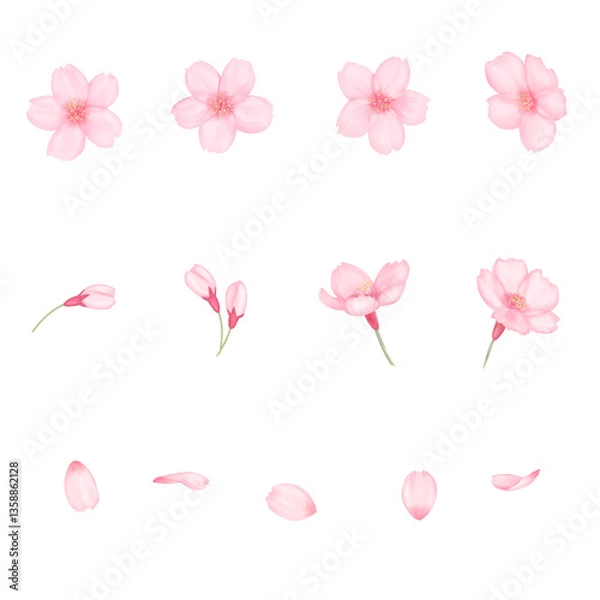 Obraz 水彩風のリアルな桜のイラスト　バラ