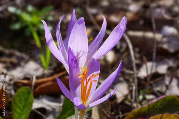 Fototapeta Flowers of the Late Crocus (Crocus serotinus), backlit by sunlight, natural habitat, Portugal