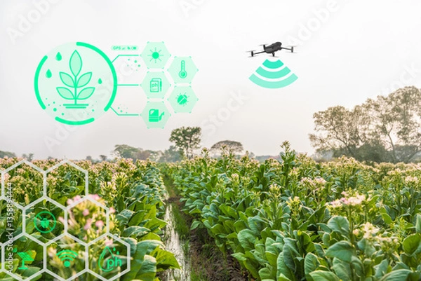 Fototapeta Precision Farming and Agriculture Techniques Using Drones by providing real-time insights into crop