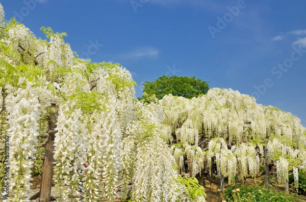 Fototapeta 満開の白藤の花