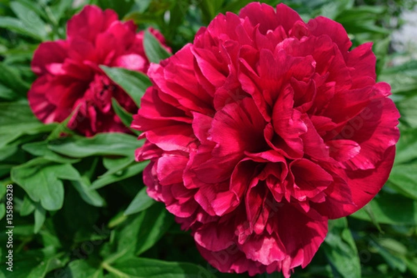 Fototapeta Two big red peony blooming in spring on background of green leaves. The idea for greeting cards. Close-up.