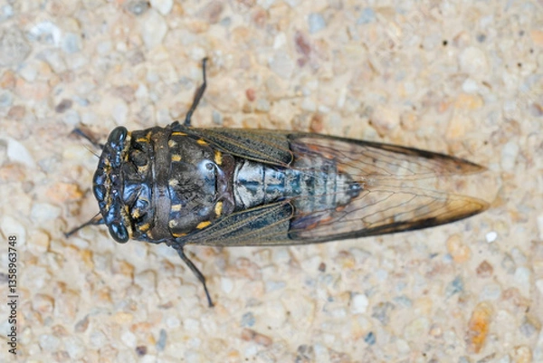 Obraz Cicada Insect Photo – Close-up Cicada Insect Photo for Educational Use | High-Quality Cicada Insect Photo for Nature and Science Content