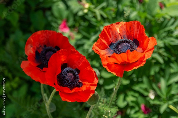 Fototapeta Three red poppies isolated on green background.