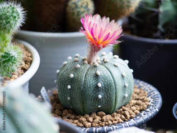 Obraz Astrophytum pink flower blooming desert plant green cactus cacti home garden fresh watering background beautiful houseplant leaf botany succulent nature tropical tree decoration pot select focus
