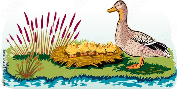 Fototapeta Female duck with chicks in the nest.