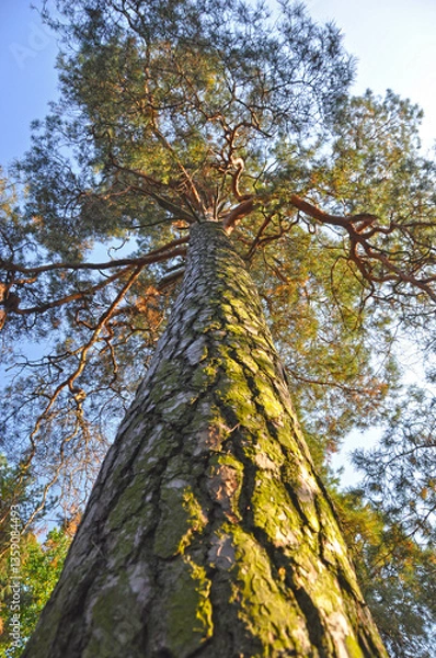 Obraz Okazała sosna