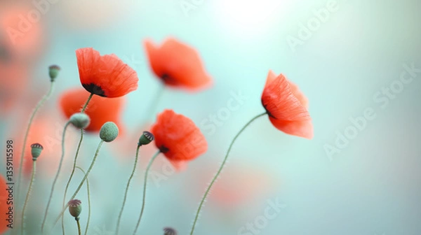 Fototapeta Delicate red poppies swaying in a soft breeze, capturing the serenity and elegance of nature in full bloom.