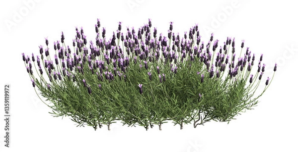 Fototapeta 3d render of French lavender bush or lavandula,,isolated over transparent background, PNG cut-out	
