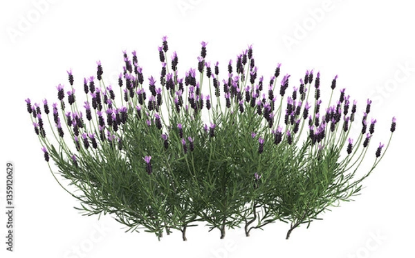 Fototapeta 3d render of French lavender bush or lavandula,,isolated over transparent background, PNG cut-out	
