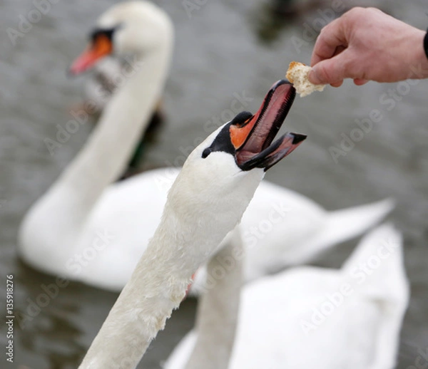 Fototapeta Hand feeding swan at winter