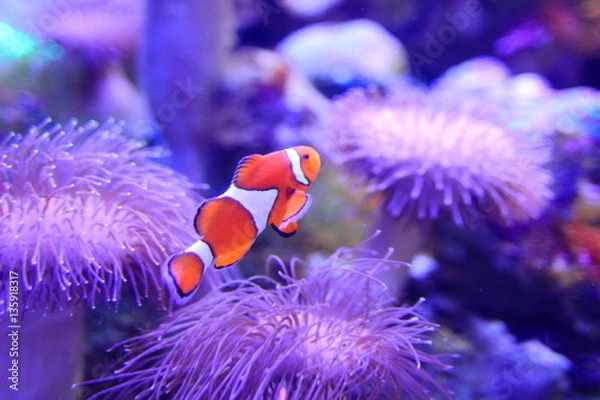 Fototapeta カクレクマノミ