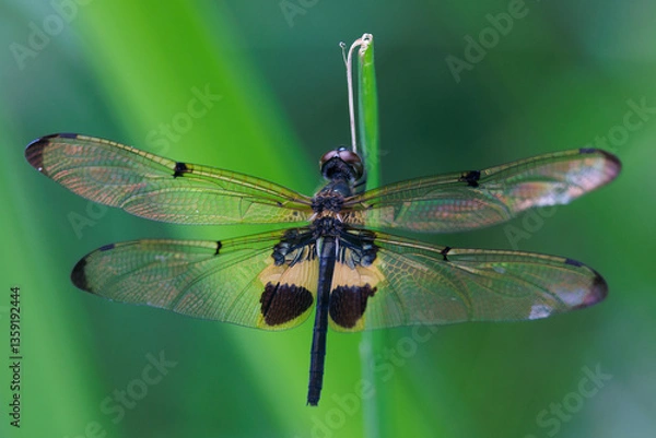 Obraz A Yellow-striped Flutterer, Rhyothemis phyllis, standing on a blade of grass.