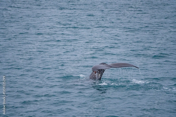 Obraz a wild humpback whale in a bay near Reykjavik, Iceland.