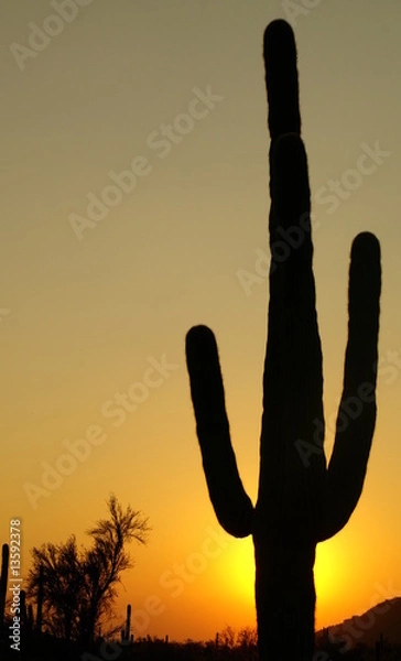 Fototapeta cactus