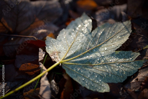 Obraz Liść, jesień