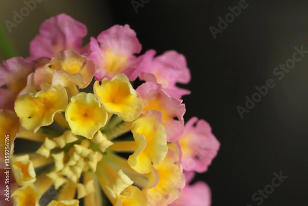 Obraz Close up of lantana flower