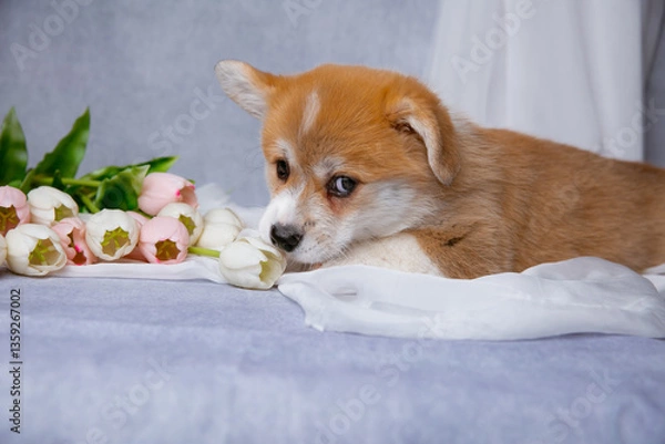 Fototapeta cute Welsh corgi puppy with a bouquet of spring flowers on a gray background