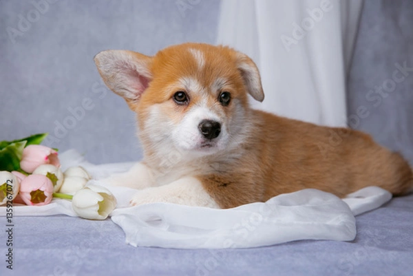 Fototapeta cute Welsh corgi puppy with a bouquet of spring flowers on a gray background