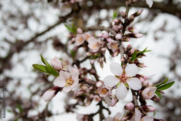 Obraz White flowers with pink touches grow on the branch of an almond tree (Prunus Dulcis) in early spring along with unopened buds