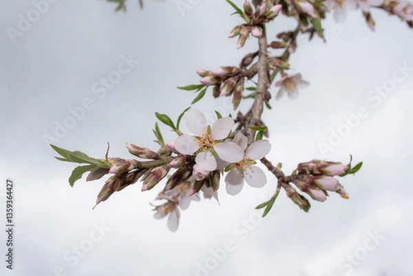 Fototapeta Macro view of a white flower with pink touches of an almond tree (Prunus Dulcis) hanging from a branch that seems to fall from the sky and several buds still unopened around at the beginning of spring