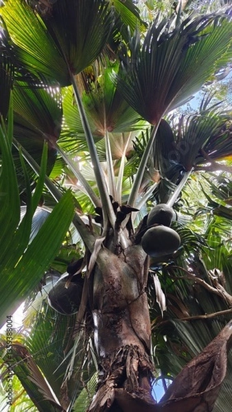Obraz Coco De Mer coconuts and palm trees in the Seychelles, Africa