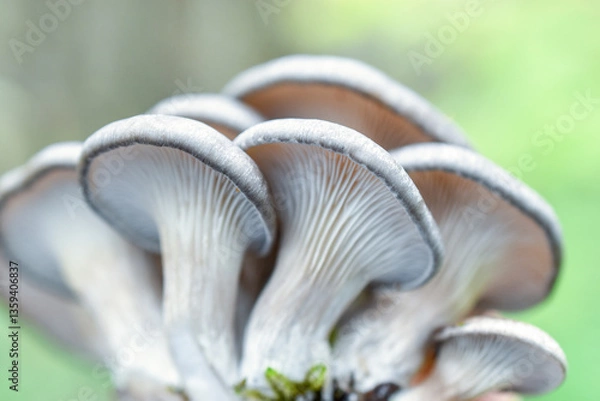 Fototapeta Oyster mushrooms on a soft green background. Lamellar texture of pleurotus ostreatus, bottom view.