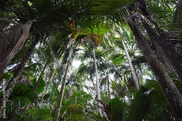 Obraz The unique Coco De Mer (Lodoicea) double coconut trees in the Seychelles, Africa