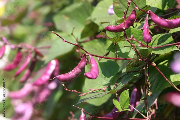 Fototapeta Hyacinth bean, Lablab bean (Lablab purpureus) pod on the vines, a multi-purpose crop for food and medicine 