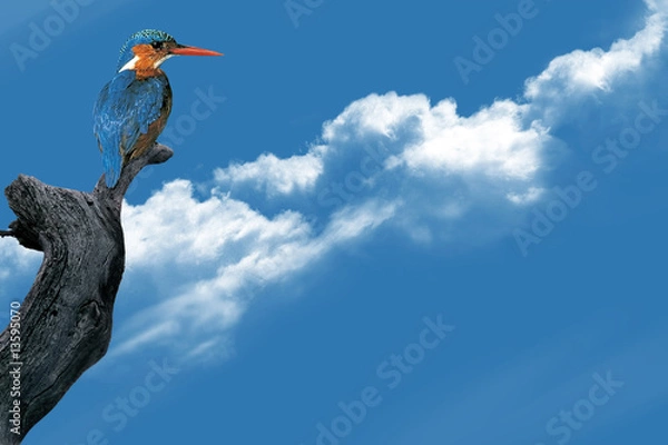 Fototapeta Kingfisher
