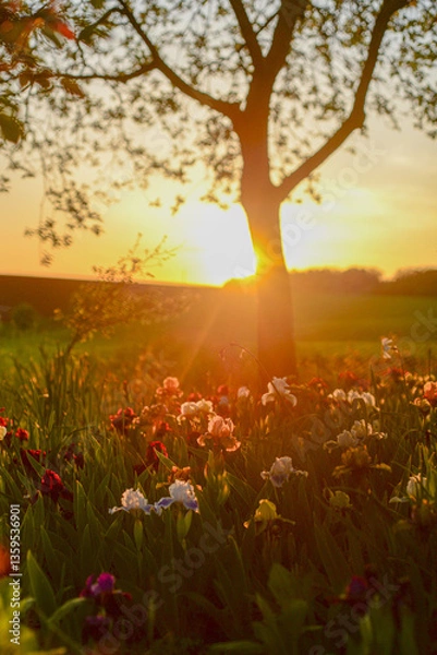 Fototapeta The field of irises at sunset