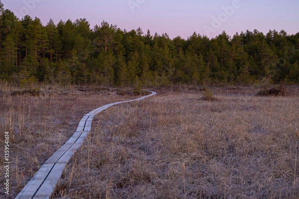 Fototapeta Footpath in the morning forest
