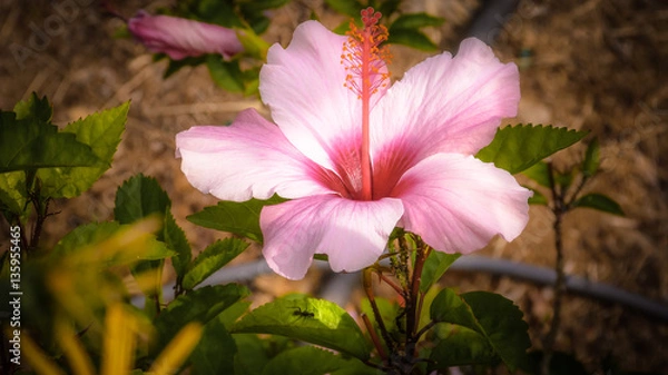 Obraz Happiness Therapy