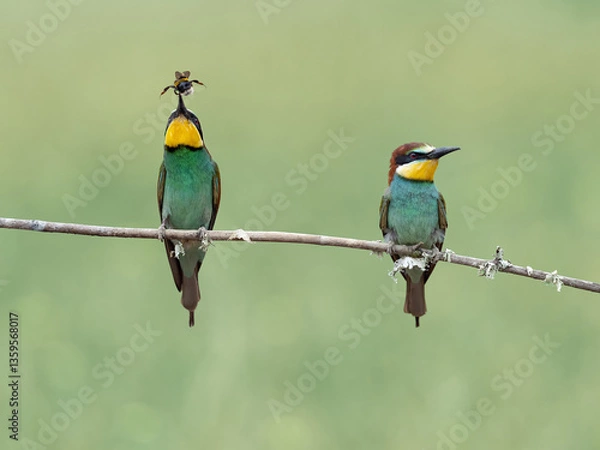 Obraz European bee-eater