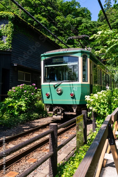 Fototapeta 江ノ電と紫陽花