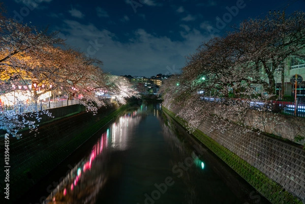 Fototapeta 大岡川の夜桜