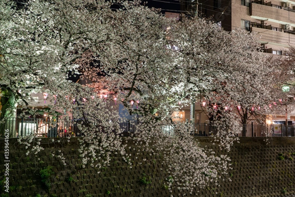 Fototapeta 大岡川の桜