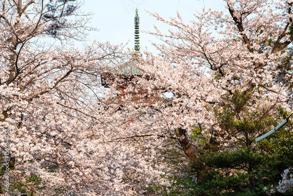 Obraz 五重塔と桜の木々